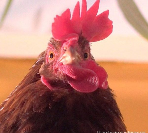 Эта ошибка может уничтожить всё стадо КУР за одну ночь 😱 и 90% новичков о ней даже не думают