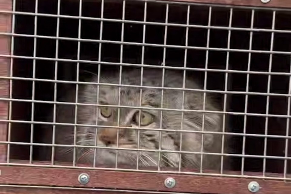    Палласова кошечка смело и с любопытством перенесла дорогу от ветчасти. Фото: Ленинградский зоопарк