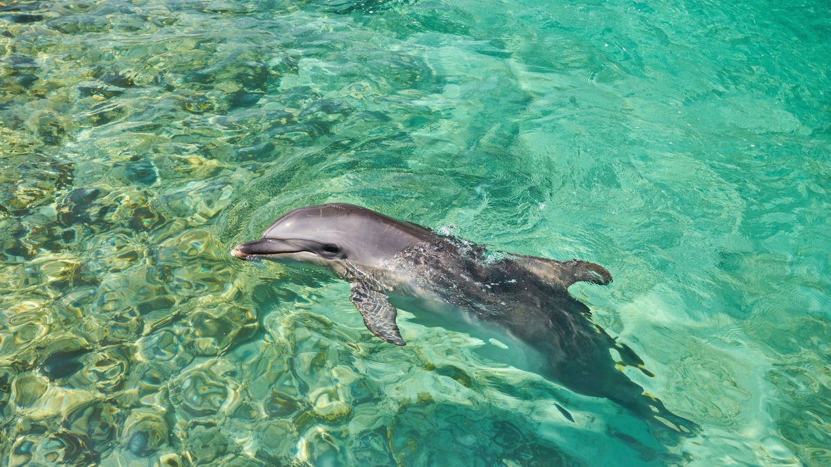    Дельфины — высокоразвитые социальные животные, чьи потребности сложно удовлетворить в условиях дельфинария
