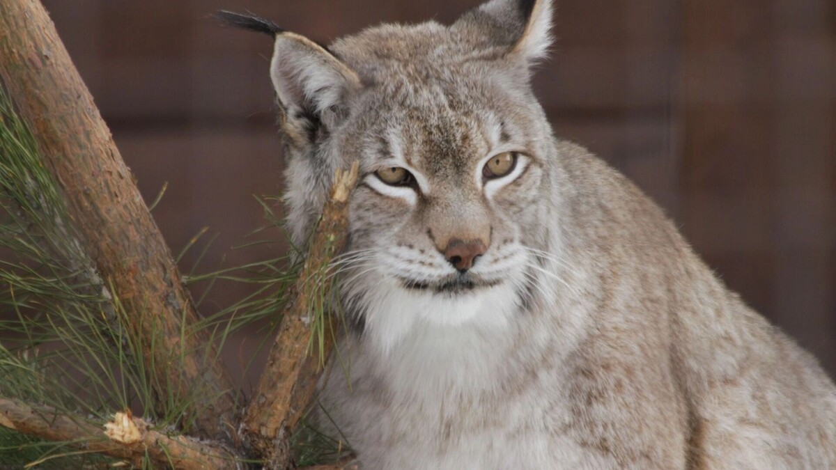   Зоопарк Удмуртии / ВК