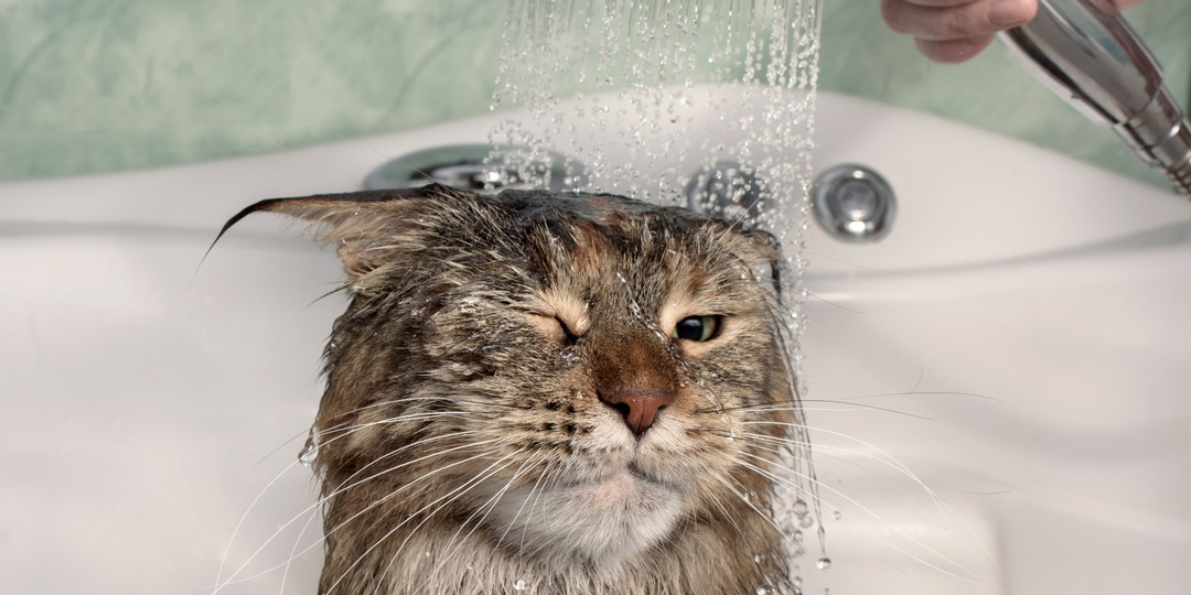 Как правильно мыть кошку и чем это делать: секреты здоровья и красоты питомца