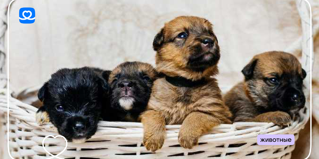 Накормим десятки щенков в приюте