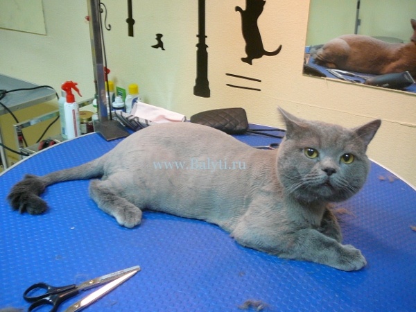 Кошачья стрижка: когда она необходима и как не навредить питомцу