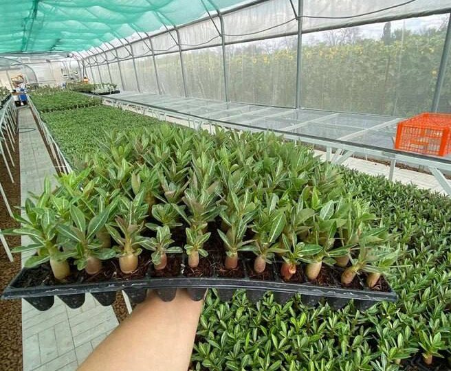 Секреты «толстых попок»: когда и чем начинать подкармливать сеянцы адениумов