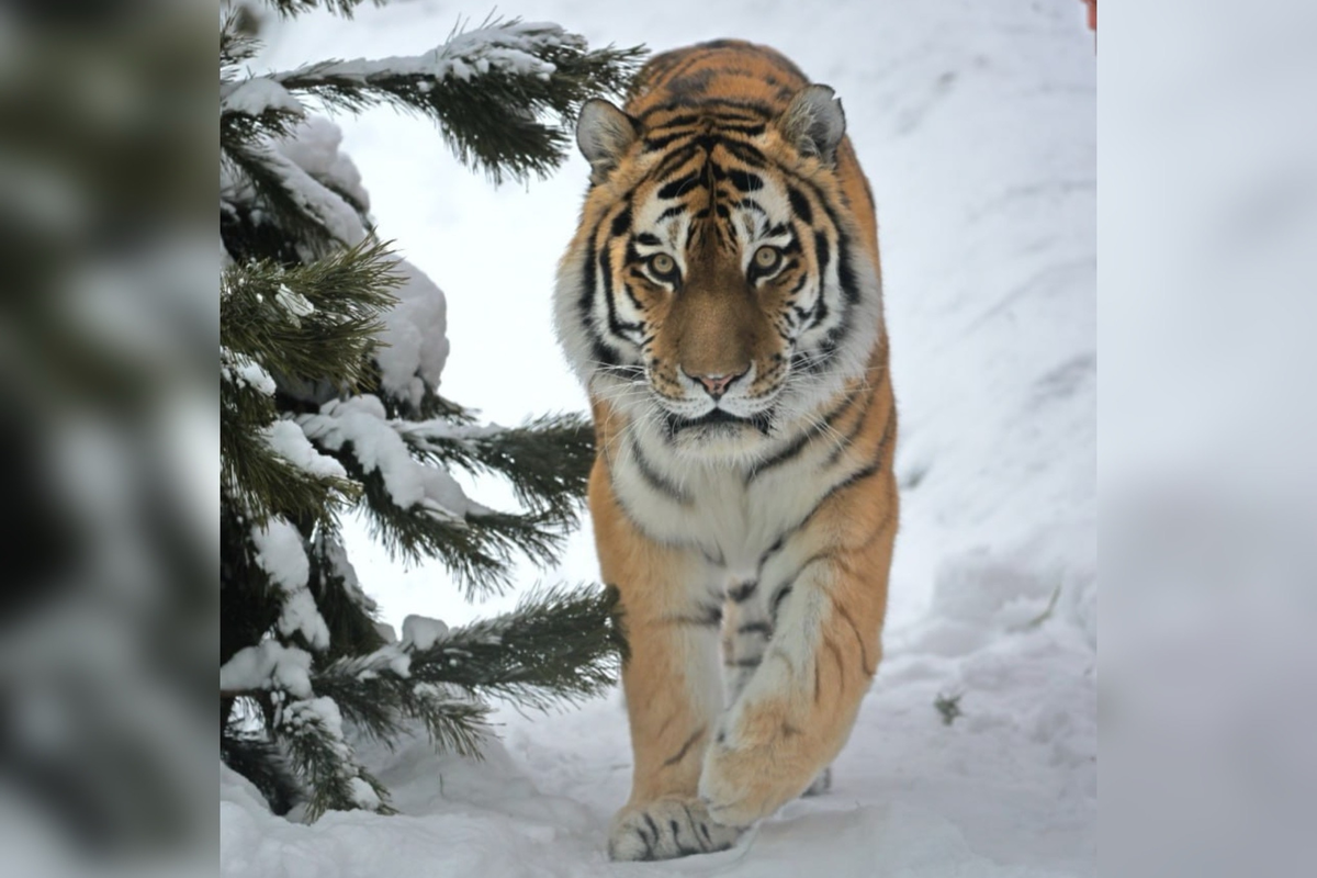 Фото: Ленинградский зоопарк