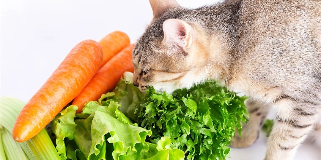 Овощи в рационе кошки: стоит ли удивляться, если питомец выбирает сырую капусту или кабачок?