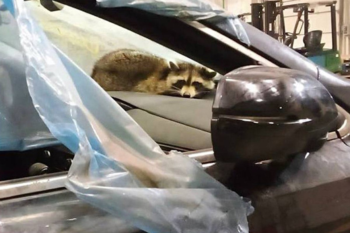 У Сени теперь новый дом. Фото: t.me/customs_bel