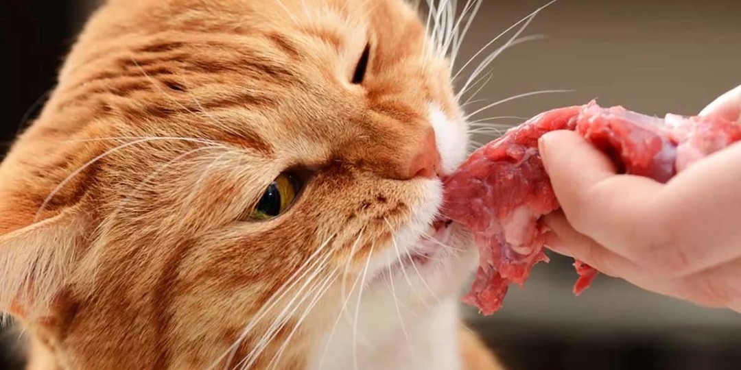Лучшее мясо для кошки: что выбрать — сырое или варёное, и как не ошибиться в мясе и птице?