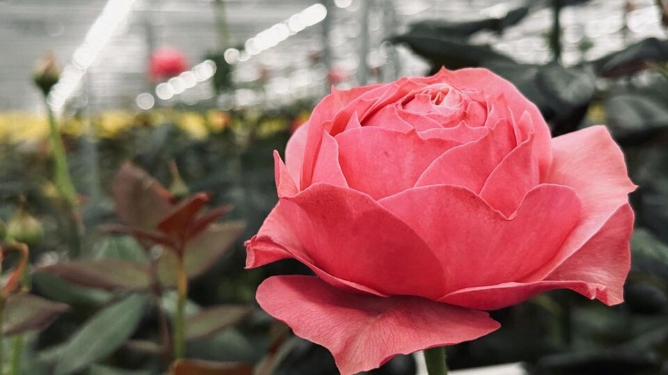    МедиаБанк Подмосковья/Ольга Стаферова