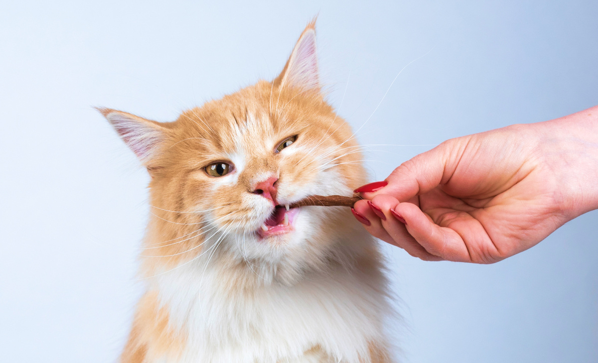 Полезные лакомства для кошки: как устроить вкусный и безопасный праздник любимцу? 