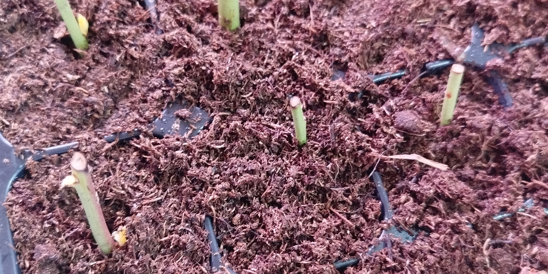 Как продолжаются дела по выращиванию саженцев в зимний период.