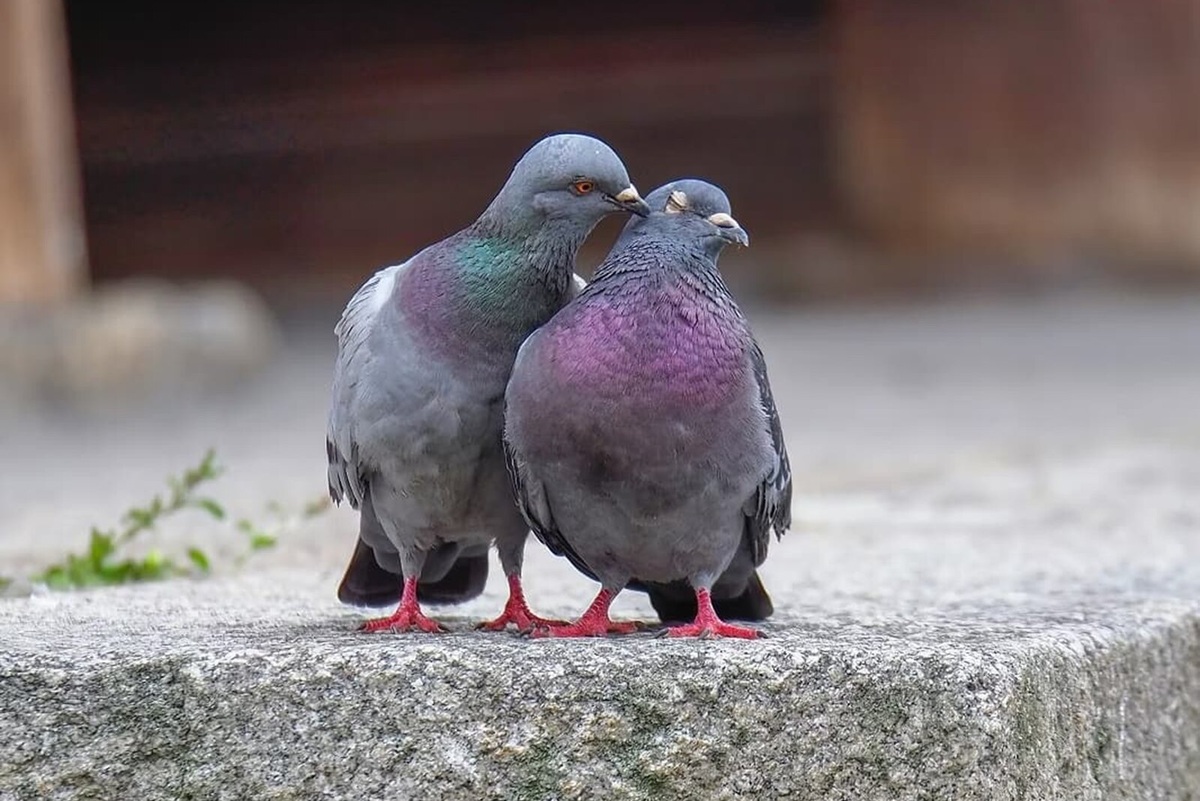     Чайлдфри для птиц: в Польше голубей начнут кормить противозачаточными