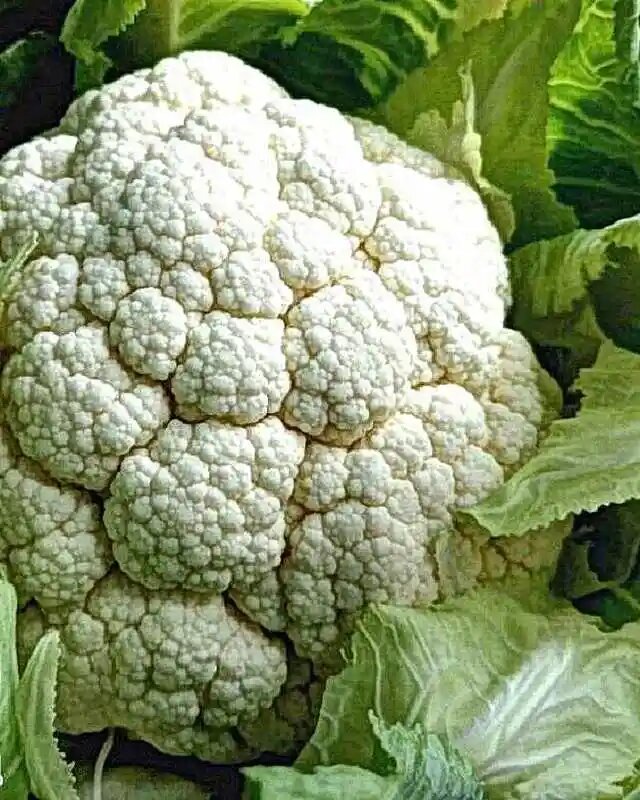 Цветная капуста Гудман: ранний урожай без хлопот