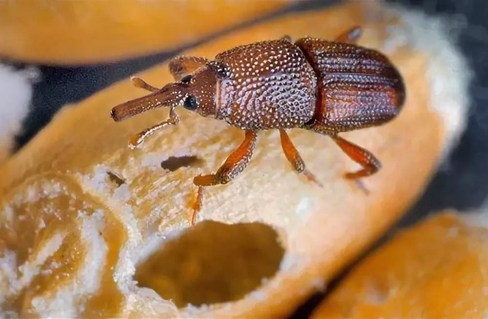 Долгоносик. Яндекс Картинки