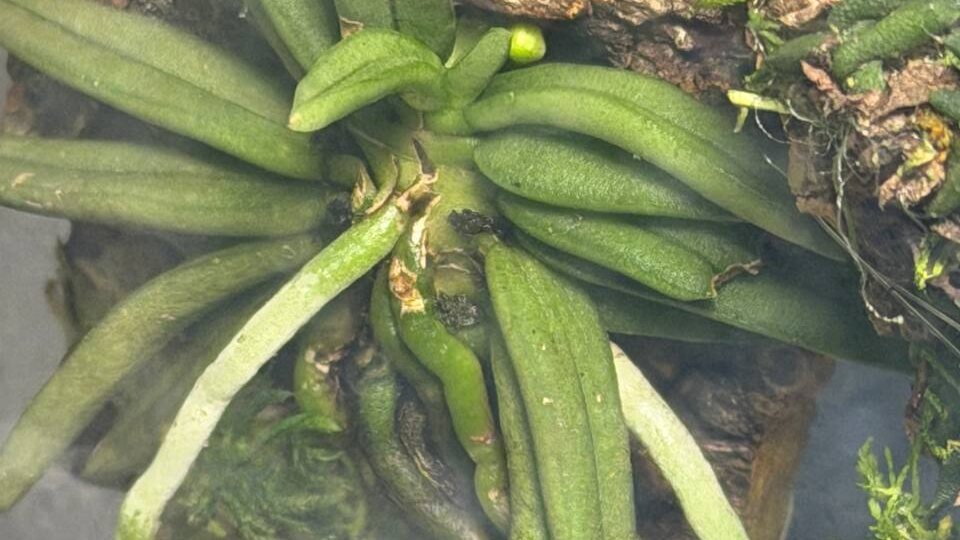 Бутон! Только бы не помогать ему