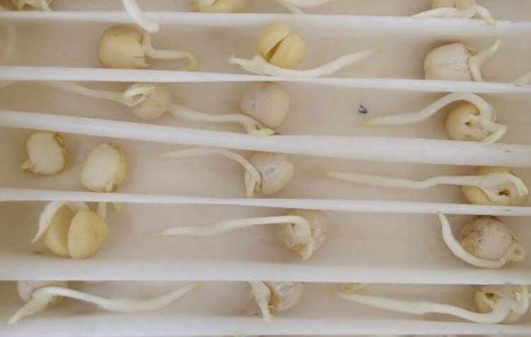    Фото: ФГБУ «Россельхозцентр» по Воронежской области