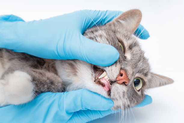 Только профессиональный осмотр поможет выявить истинную причину бруксизма.