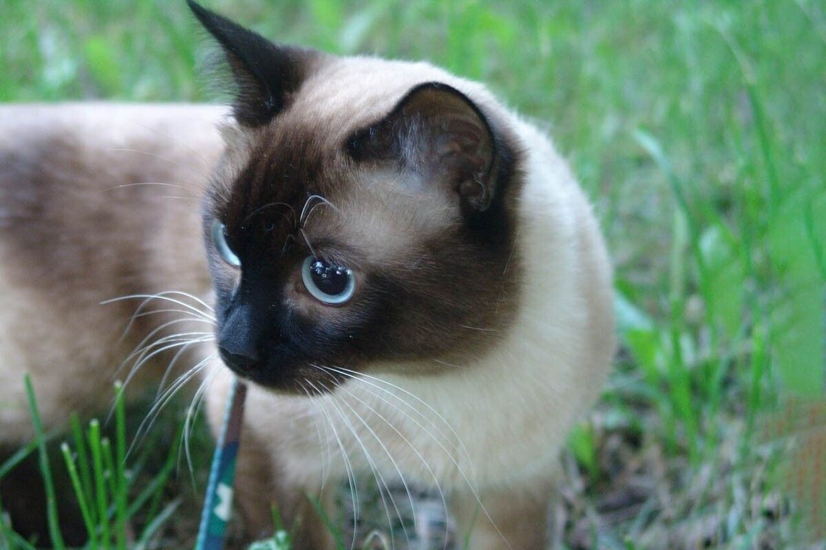 «Даже самое маленькое из кошачьих — совершенство» (Леонардо да Винчи). Источник: личный архив Елены Востриковой📷
