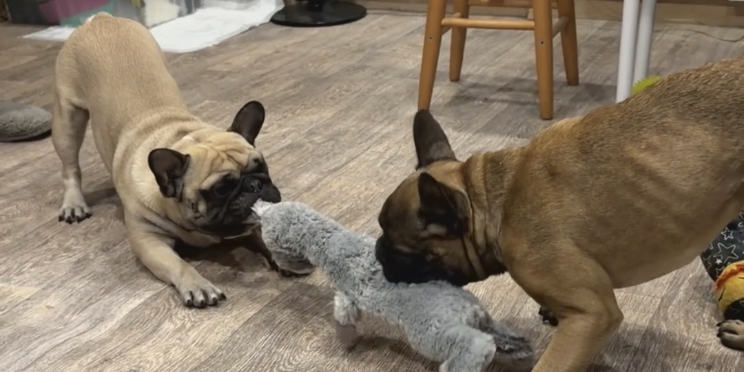 Еще недавно скелетик Федя прощался с жизнью под Курском. Что с ним, спустя 2 месяца?