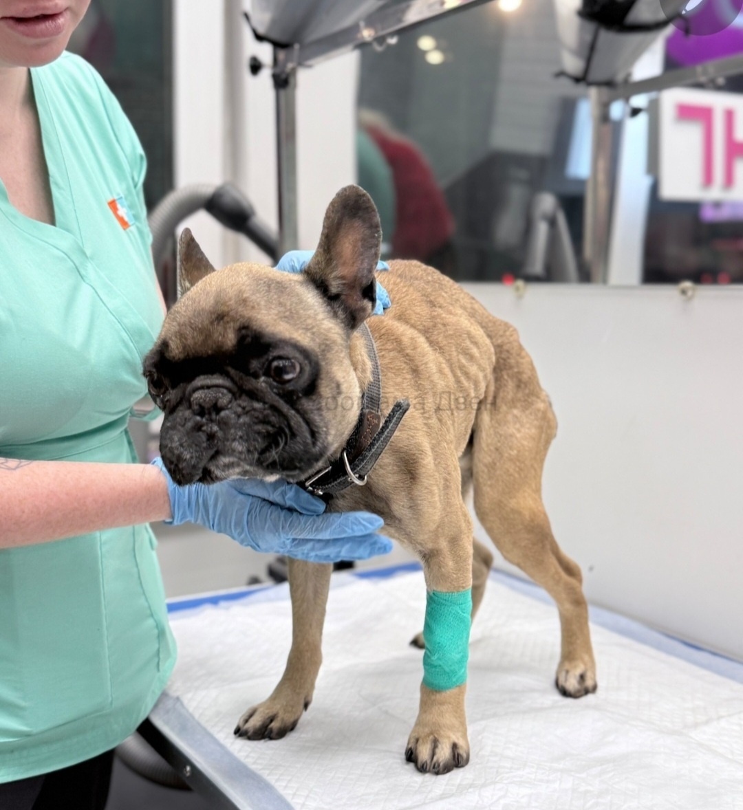 Таким он попал к нам...