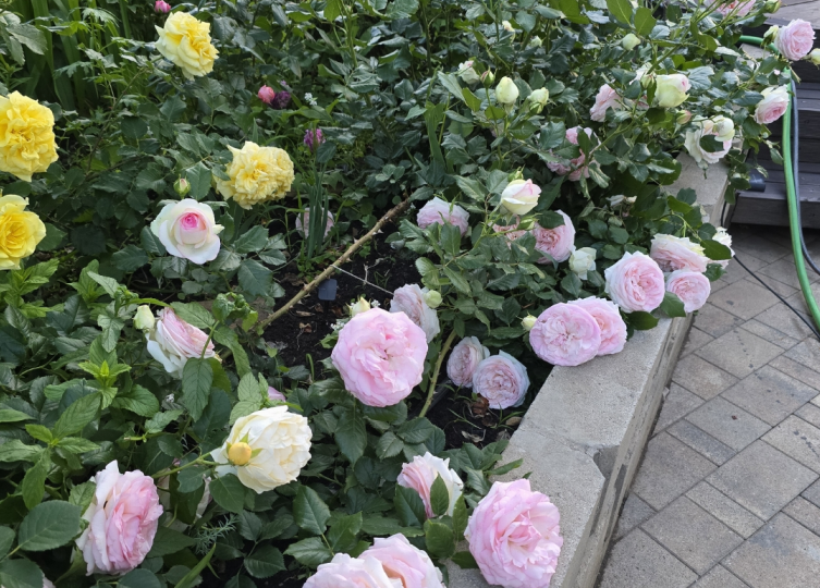 Она выращивает 10 огурцов в день — без грядок. И её роза цветёт 50 побегами одновременно. Сад читательницы.