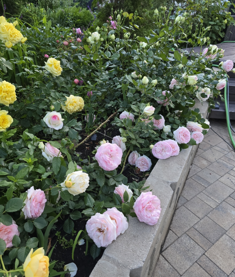 Фото читательницы - из первых рук. Клумба с розами.