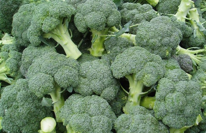 Брокколи Тонус: классика, которая не подводит