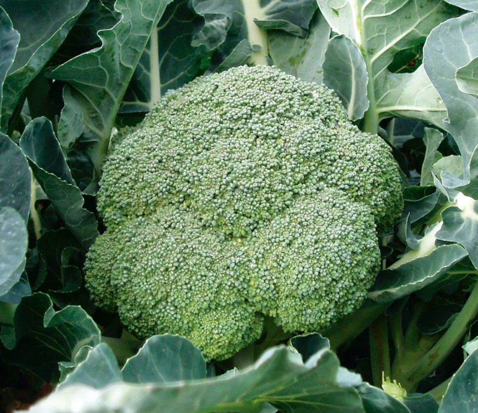 Брокколи Марафон: стабильный результат и отличный вкус