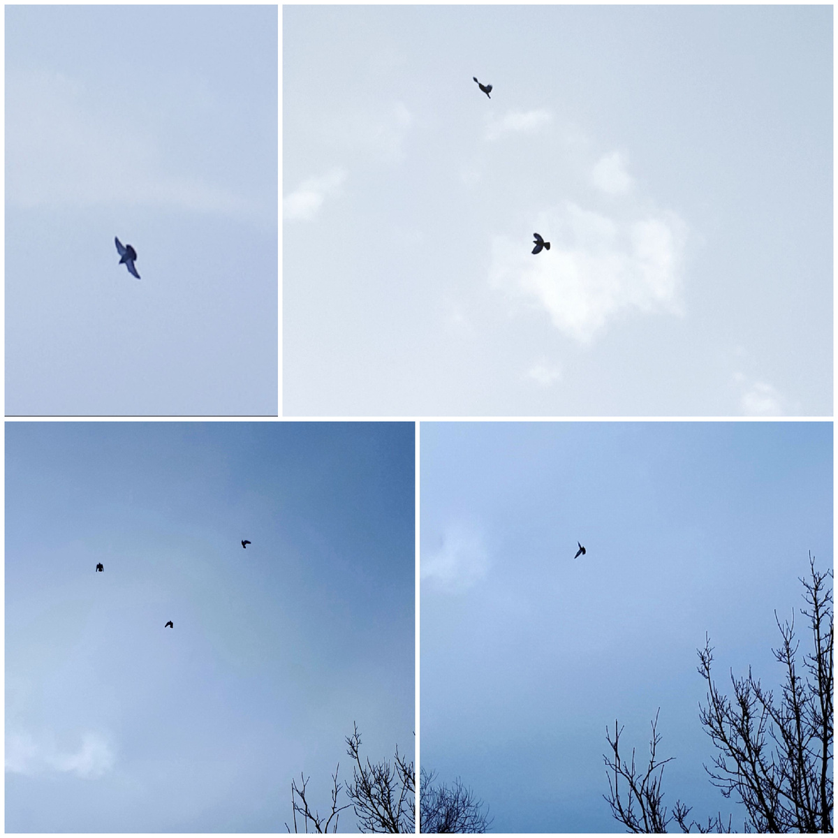 Коллаж автора 20.02.2026г.