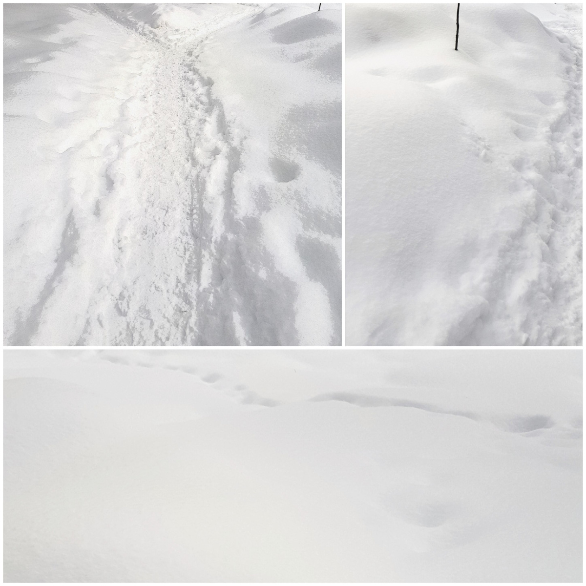 Коллаж автора 20.02.2026г.