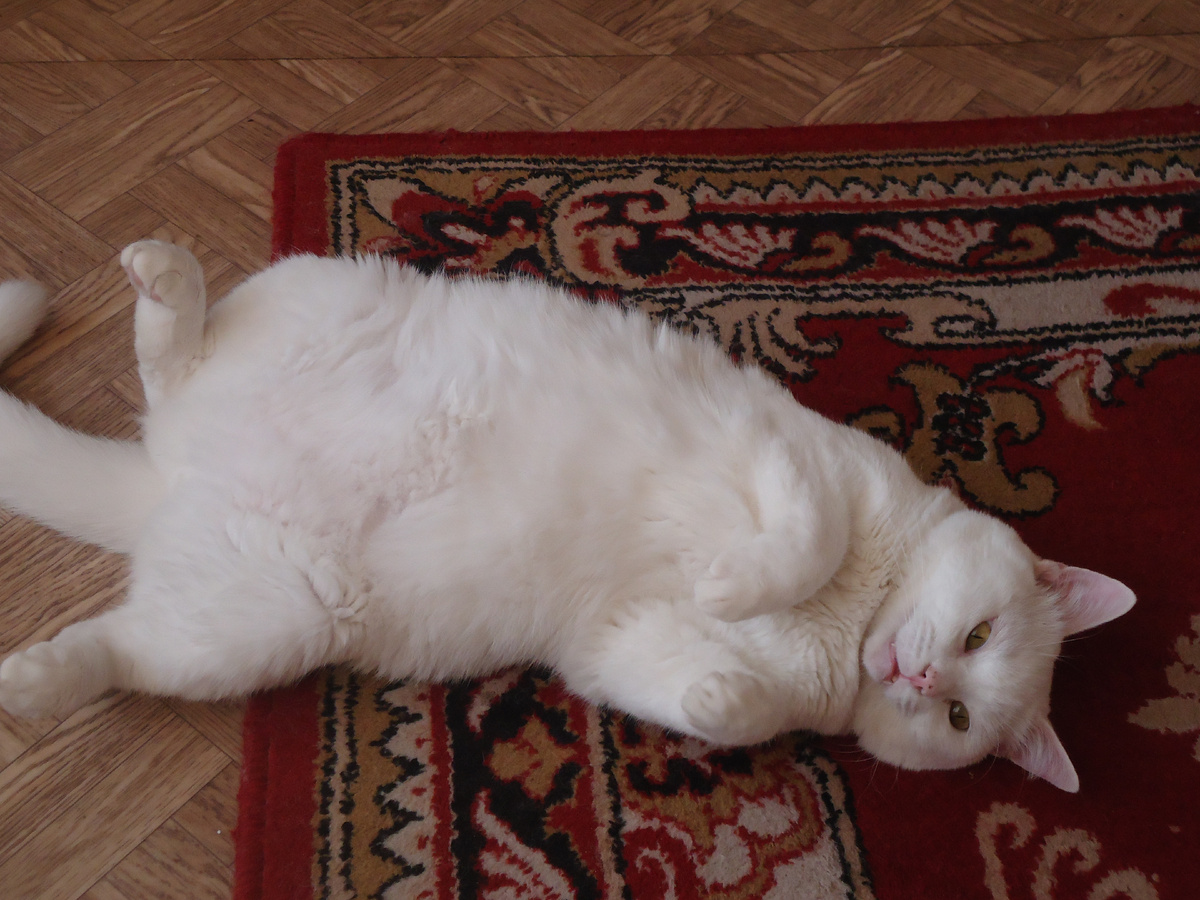 Мой подобранец. Из архива автора.