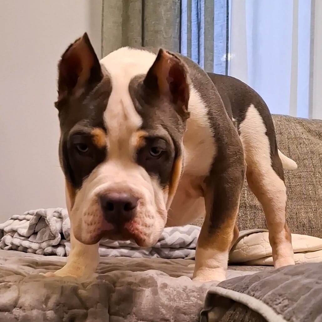Американский булли Декстер Скайлайн