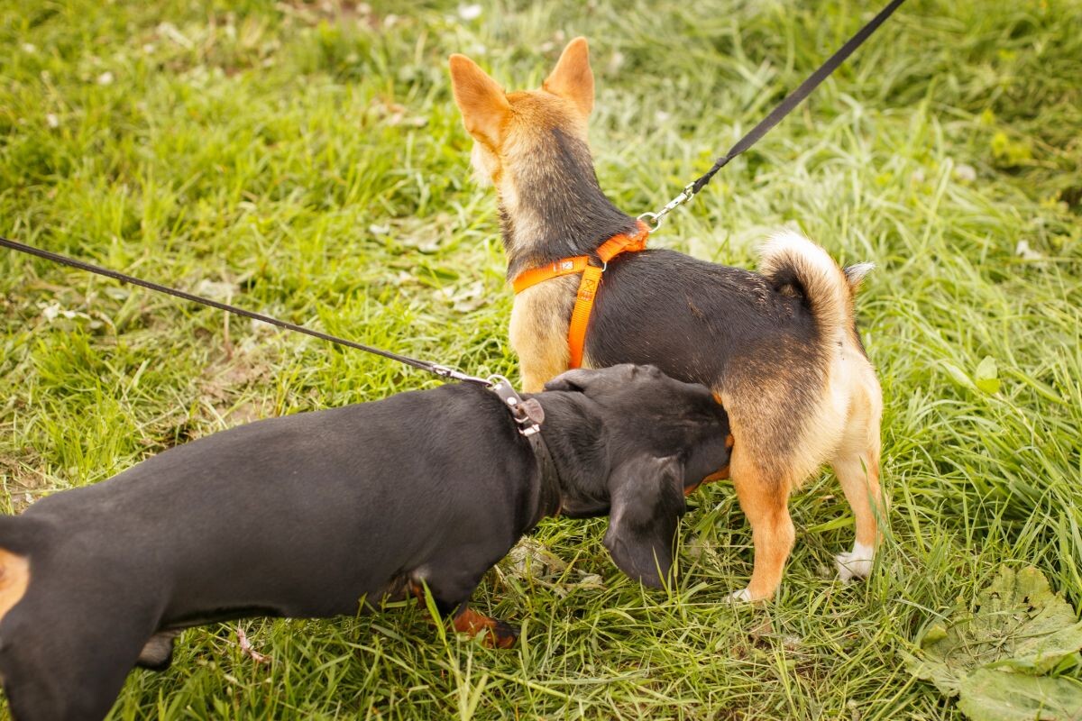 Почему к стерилизованной собаке пристают кобели 