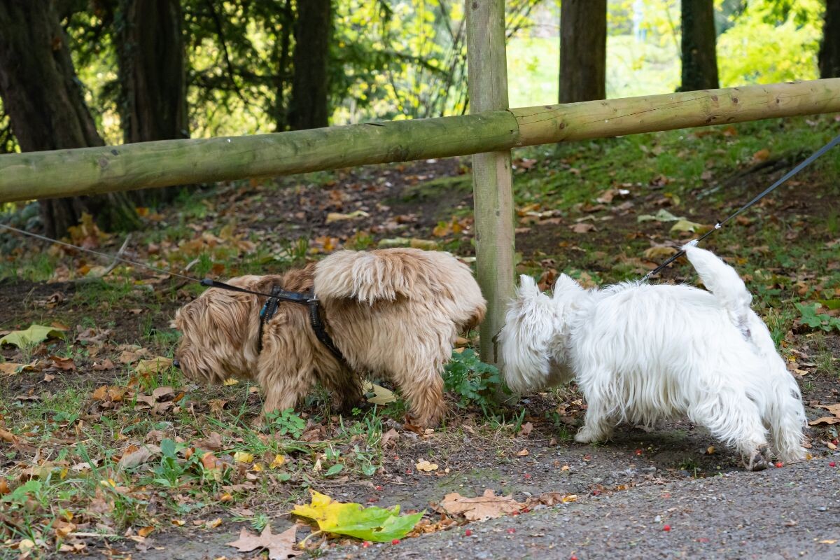 Белая собака тянется обнюхать рыжую собаку на прогулке 