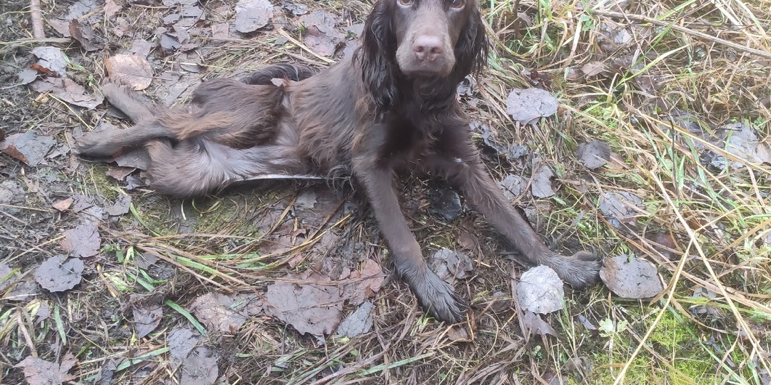 Спаниелю со сломанным позвоночником из Удоры не нашли хозяина