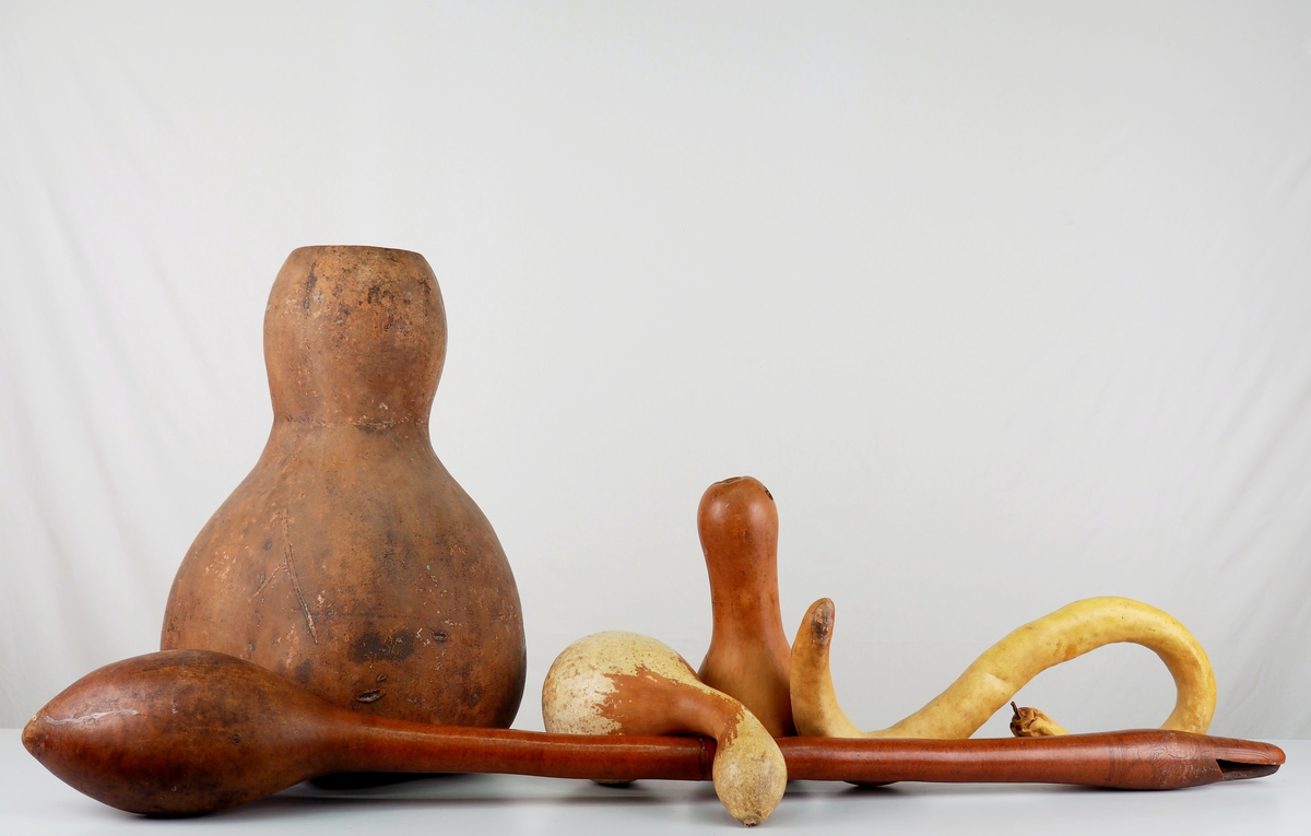 Коллекция плодов лагенарии обыкновенной С.М. Смирнова. Из собрания Зоологического музея и гербария