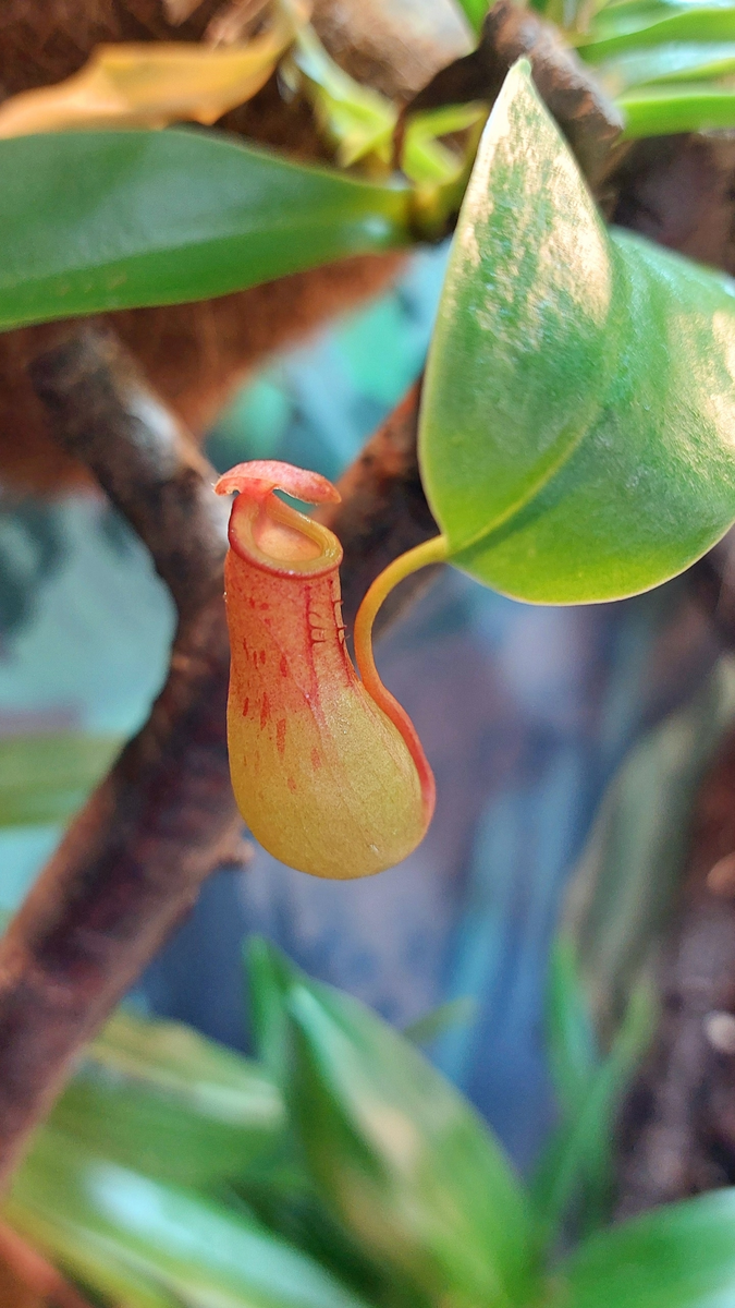 Ловушка-кувшинчик хищного растения непентес из зеленого уголка музея
