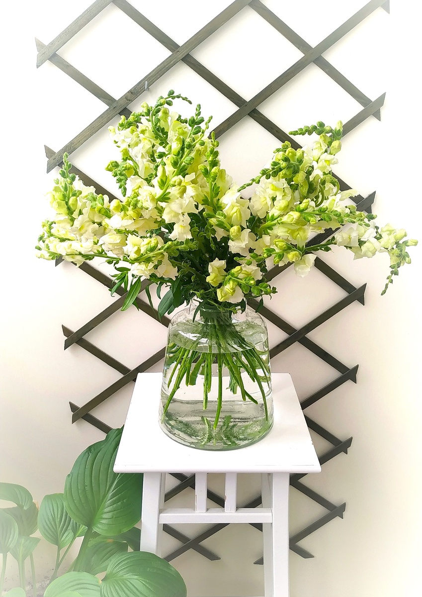 Антирринум "Белый букет"