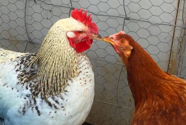 Ошибки начинающих птицеводов с курами несушками и как не превратить мечту о яйцах в куриный сериал 😄🐔