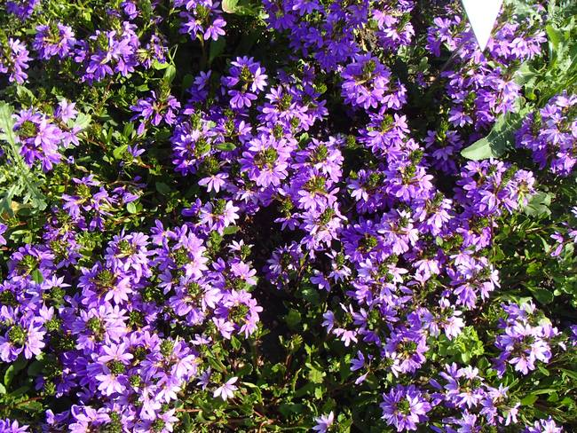 Лейпциг. Ботанический сад. Фото автора