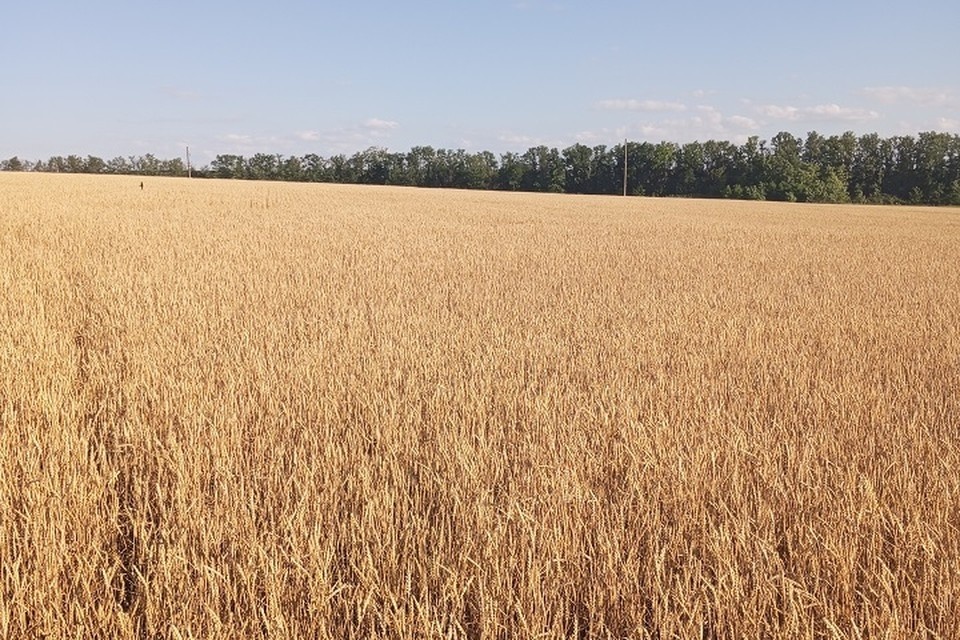    Аграрии ДНР отдают предпочтение отечественной селекции. Фото: Филиал «Донецкий» Россельхозцентра РФ