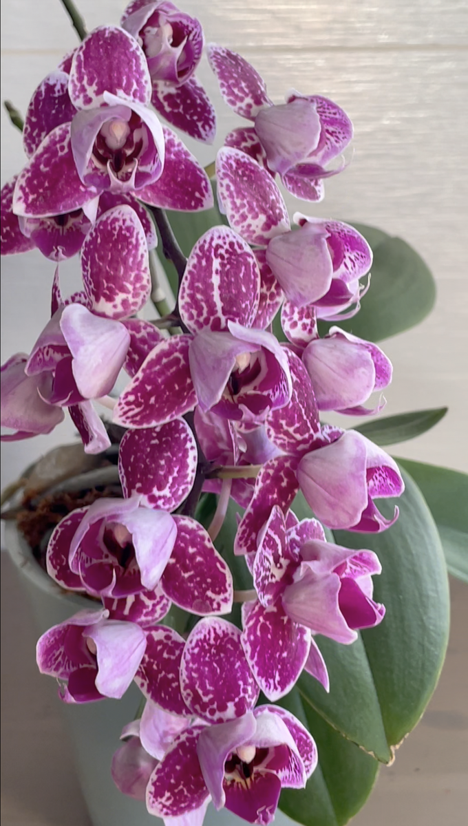 Орхидея фаленопсис Монтеррей пелор / Orchid Phalaenopsis Monterrey pelor. Орхидеи С Еленой Кузнецовой