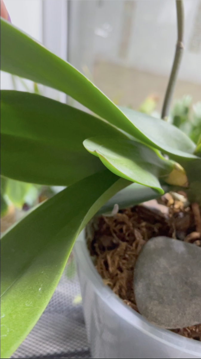 Пристволовая детка орхидеи фаленопсис. Орхидеи С Еленой Кузнецовой