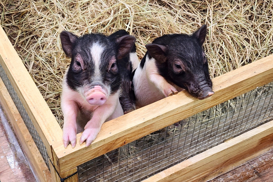    Shutterstock/FOTODOM