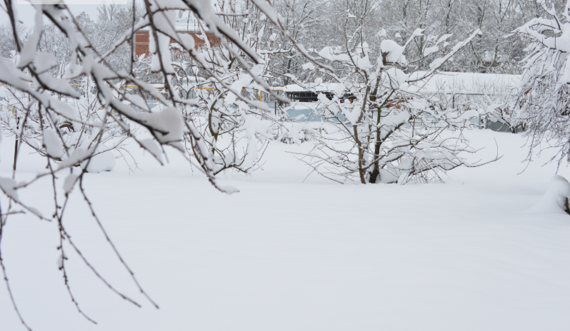 Фото автора. 16.01.2026. Станица. Огород автора.