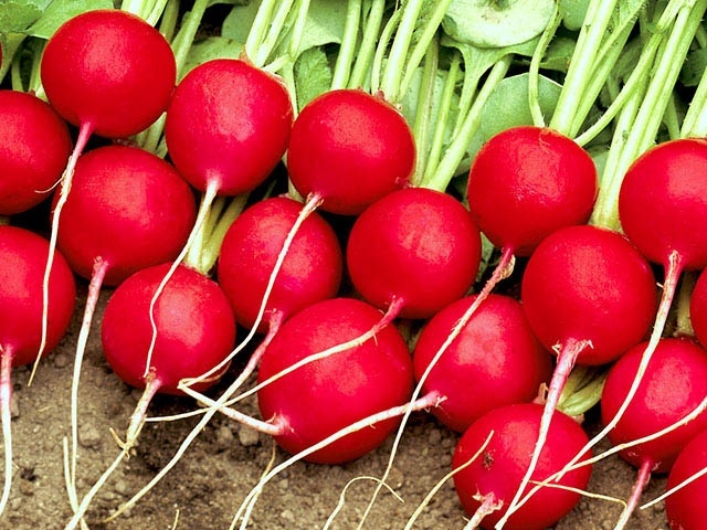 Редис Селеста F1 — гибрид для максимального результата