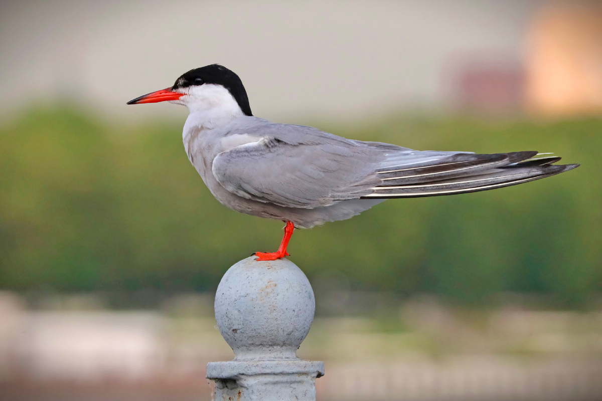 От ближайших родственников - чаек - крачек отличают иная форма клюва и крыльев и укороченные ноги. Речная крачка, Химкинское водохранилище, июнь 2025 г.