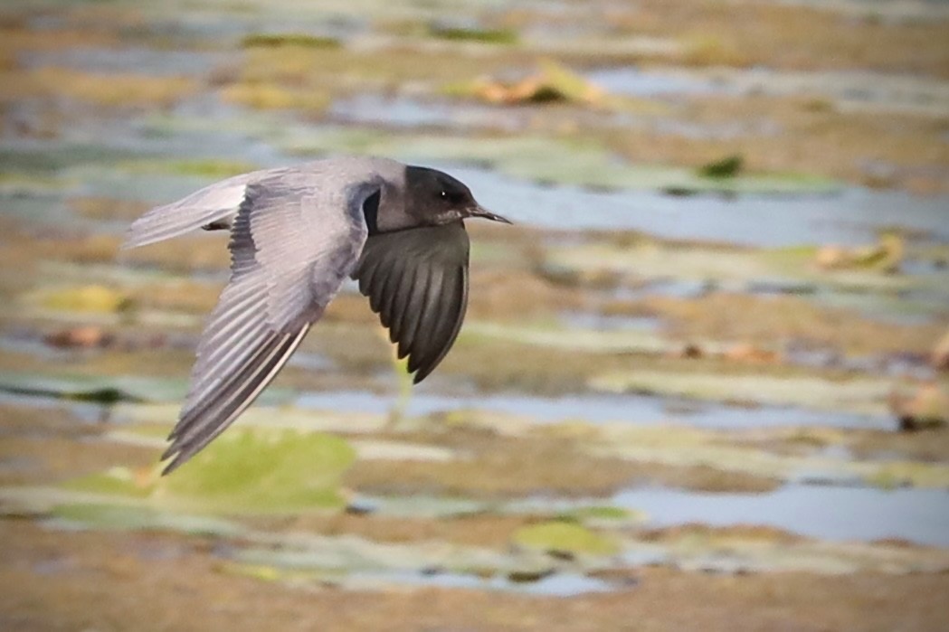 Чёрная крачка в черте крупных городов не встречается, предпочитая тихие болота и небольшие речушки с берегами, заросшими камышом. Московская область, май 2025 г. 