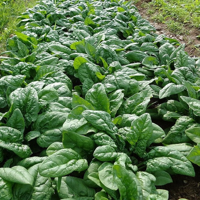 Шпинат Виктория — ранний лидер весны и осени