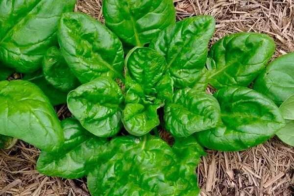 Шпинат Матадор — выносливый фаворит теплиц и грунта